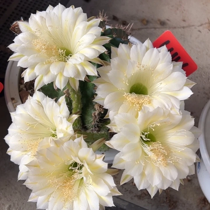 实生仙人球彩草1146