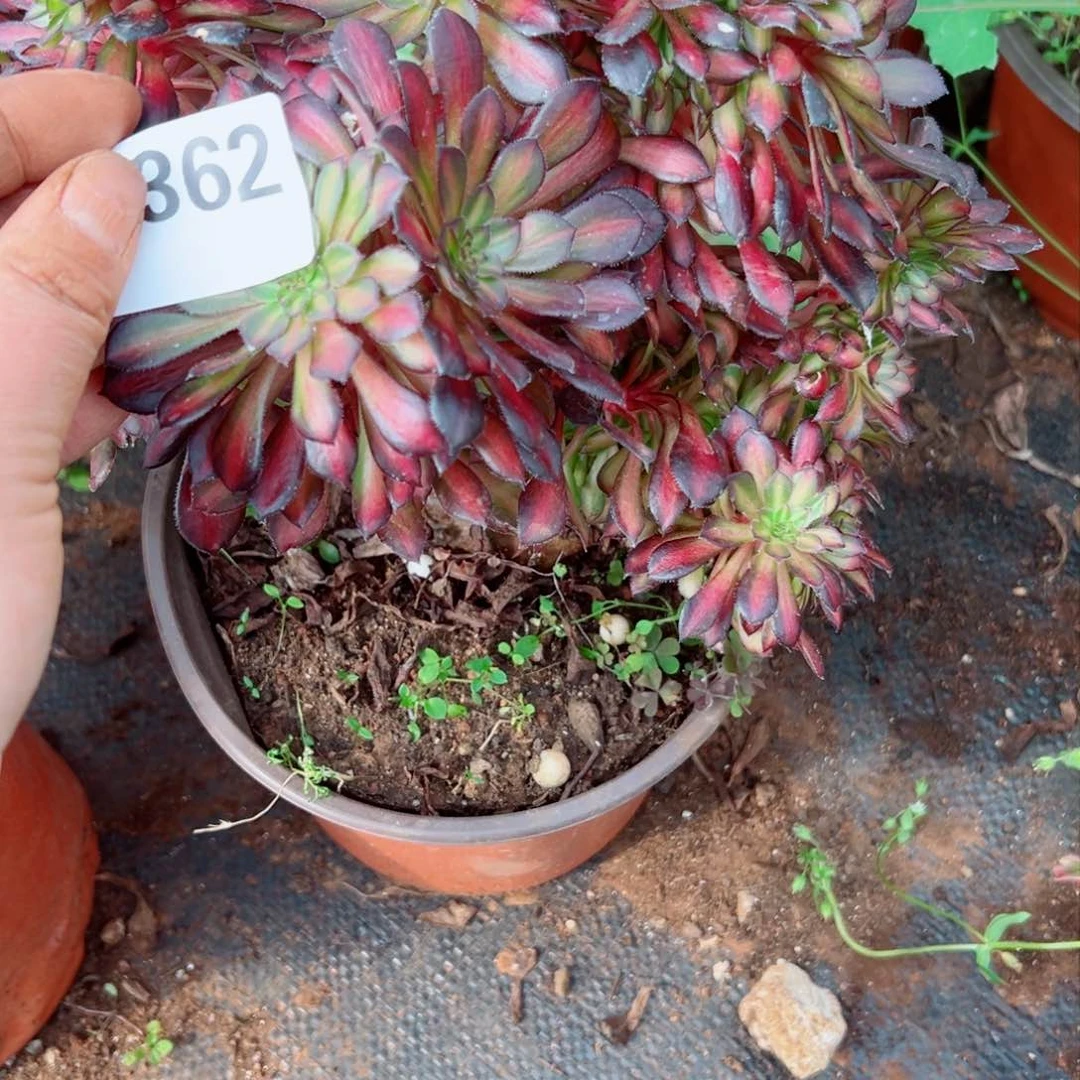 我1362 号多肉法师新年特价童言