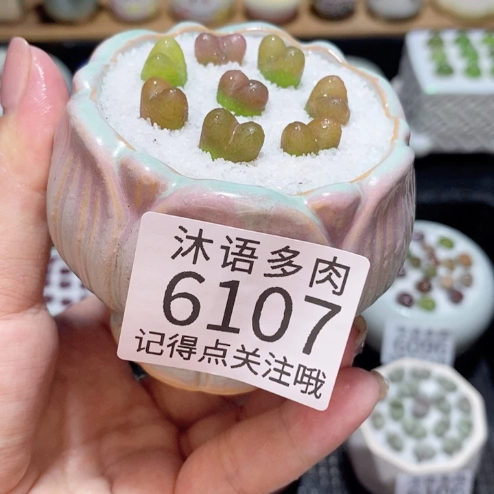 带盆土发货 精美盆栽6107
