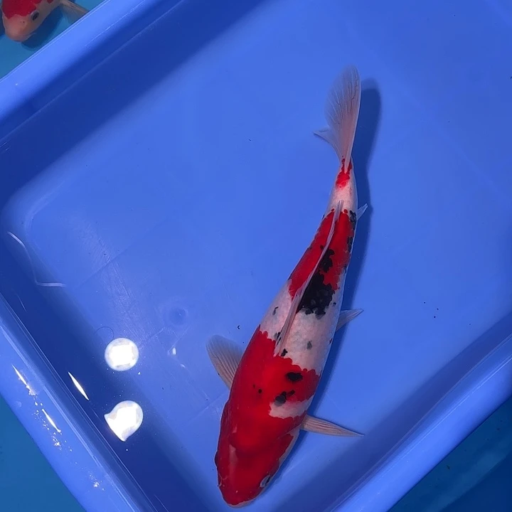 锦鲤红白大正锦鲤，