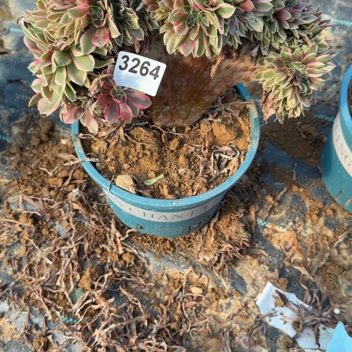 3264 清棚处理不包断枝