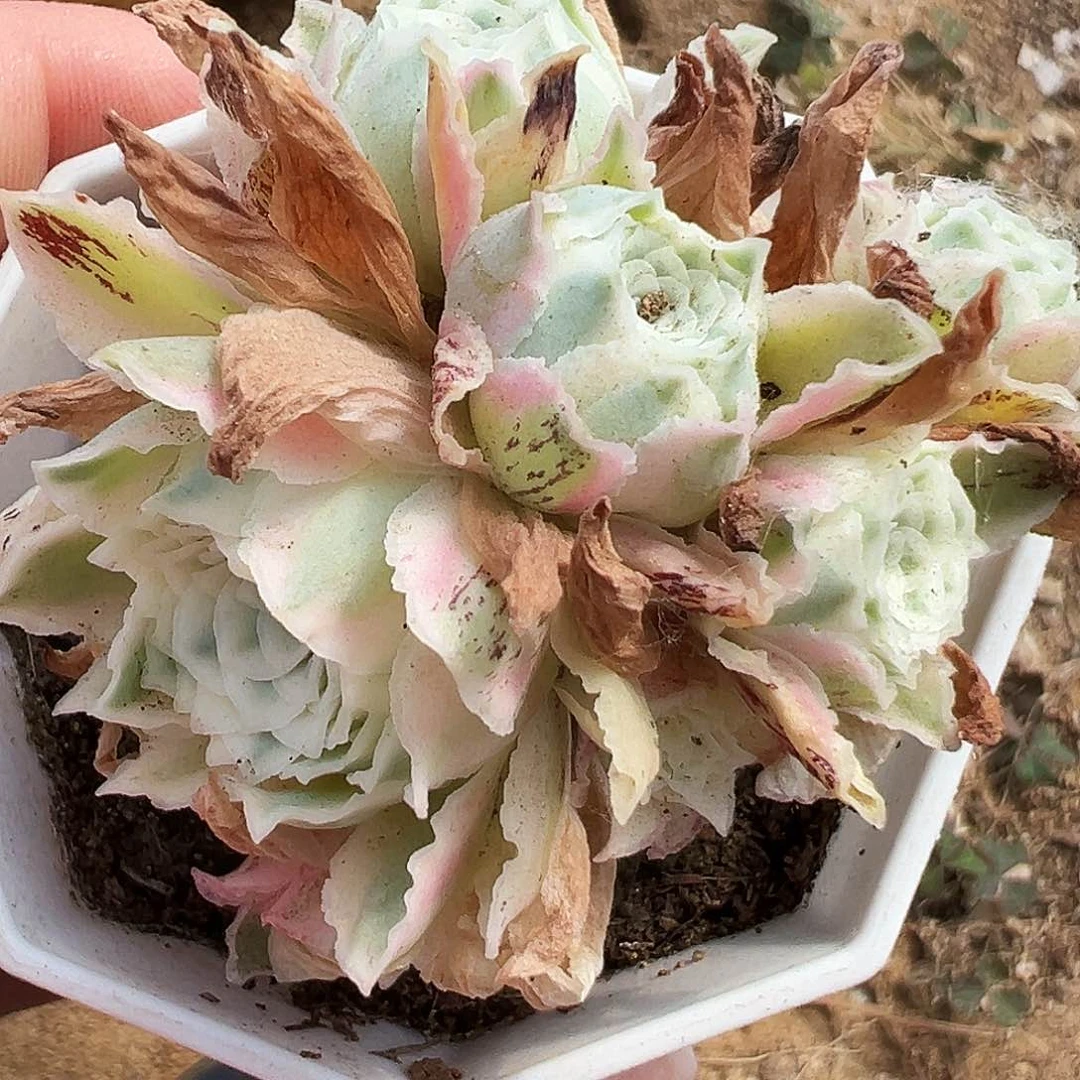 l***e山地玫瑰锦秋夕6月14日904号