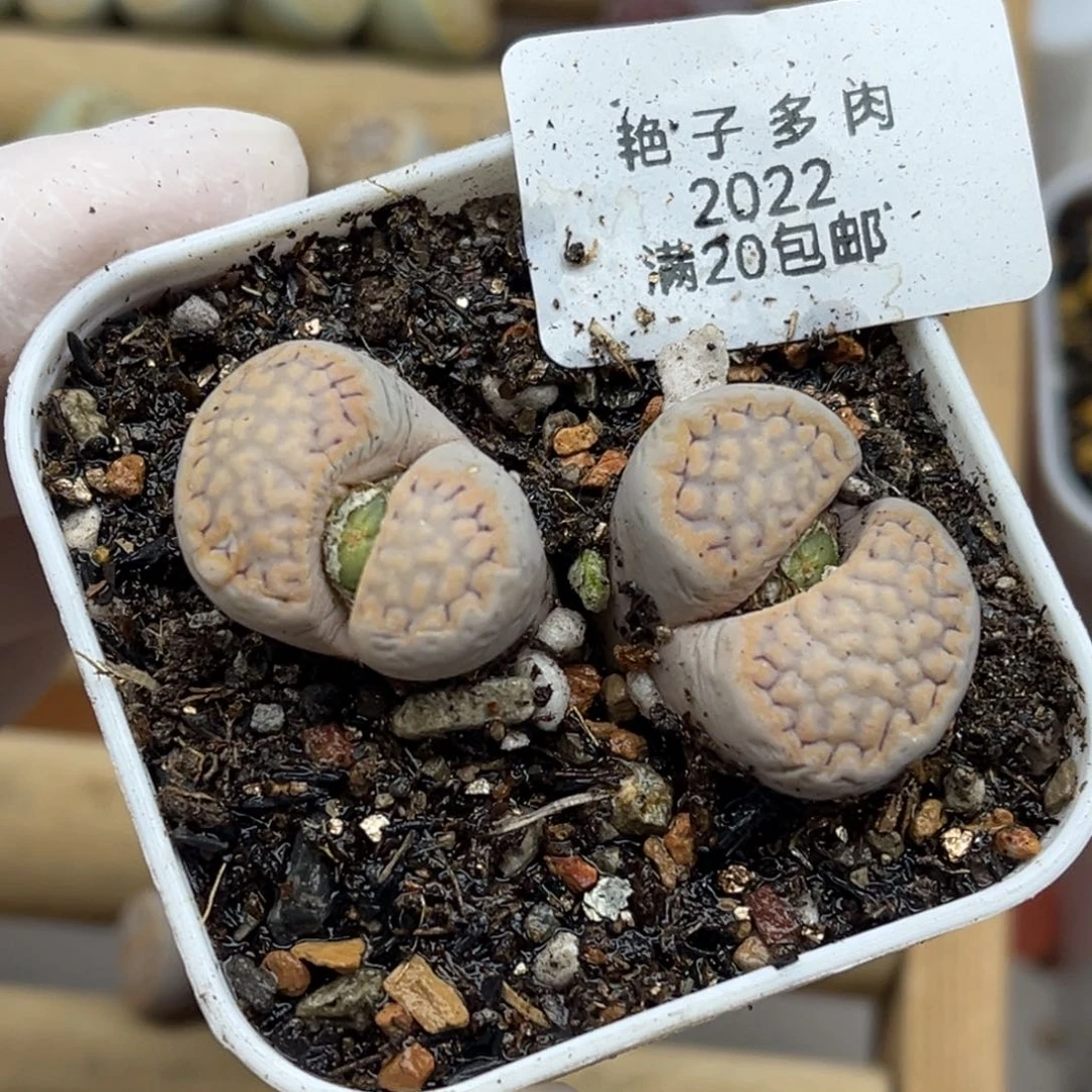 2022号一棵母本饼干