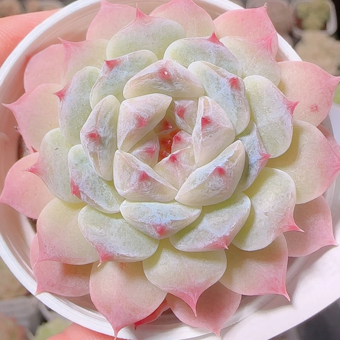 花语逸镜1126-127冰魄