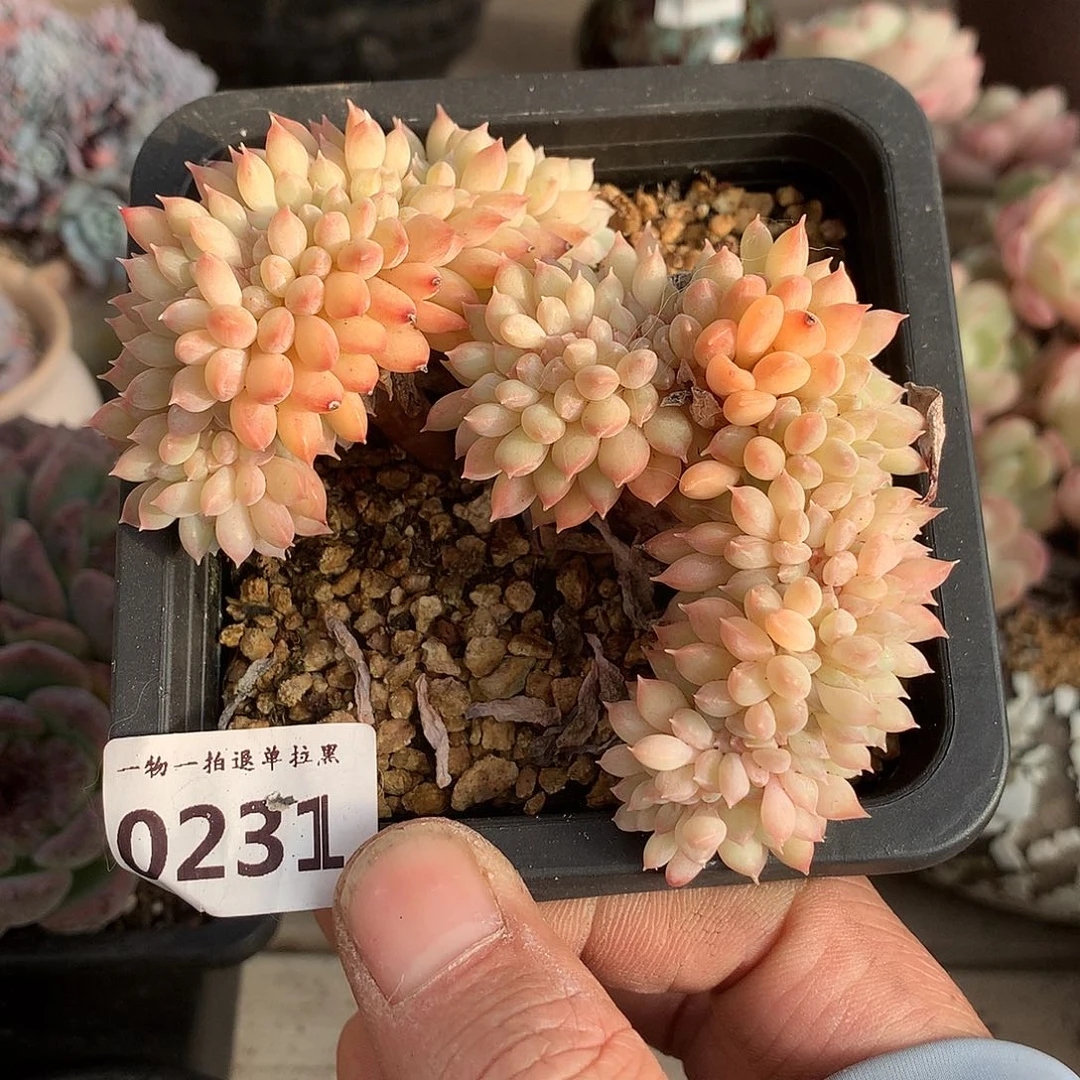 231迈达斯国王缀化多肉10厘米