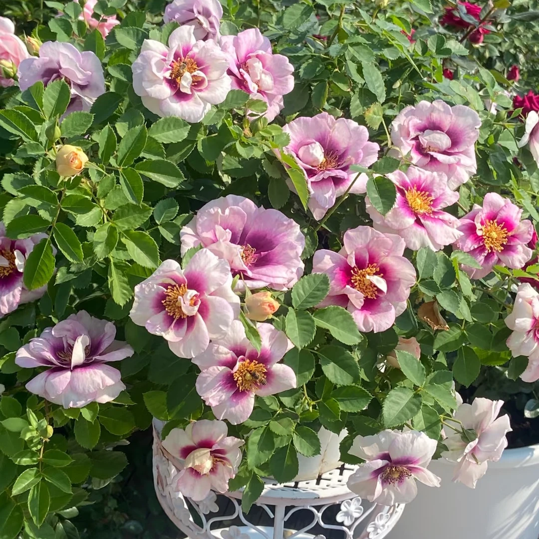 你的眼睛四季开花浓香月季