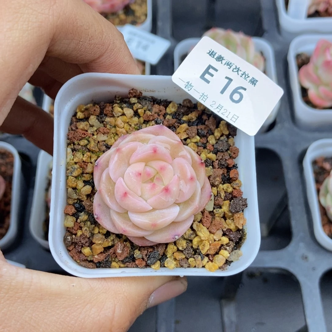 春泥家框拍链接E16