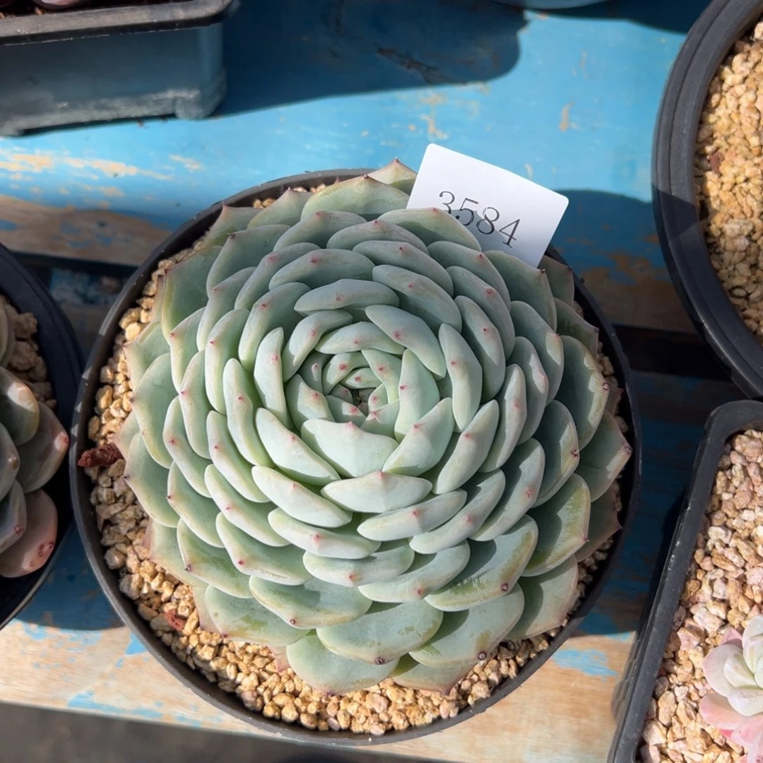 刚****坑3584多肉多多多多