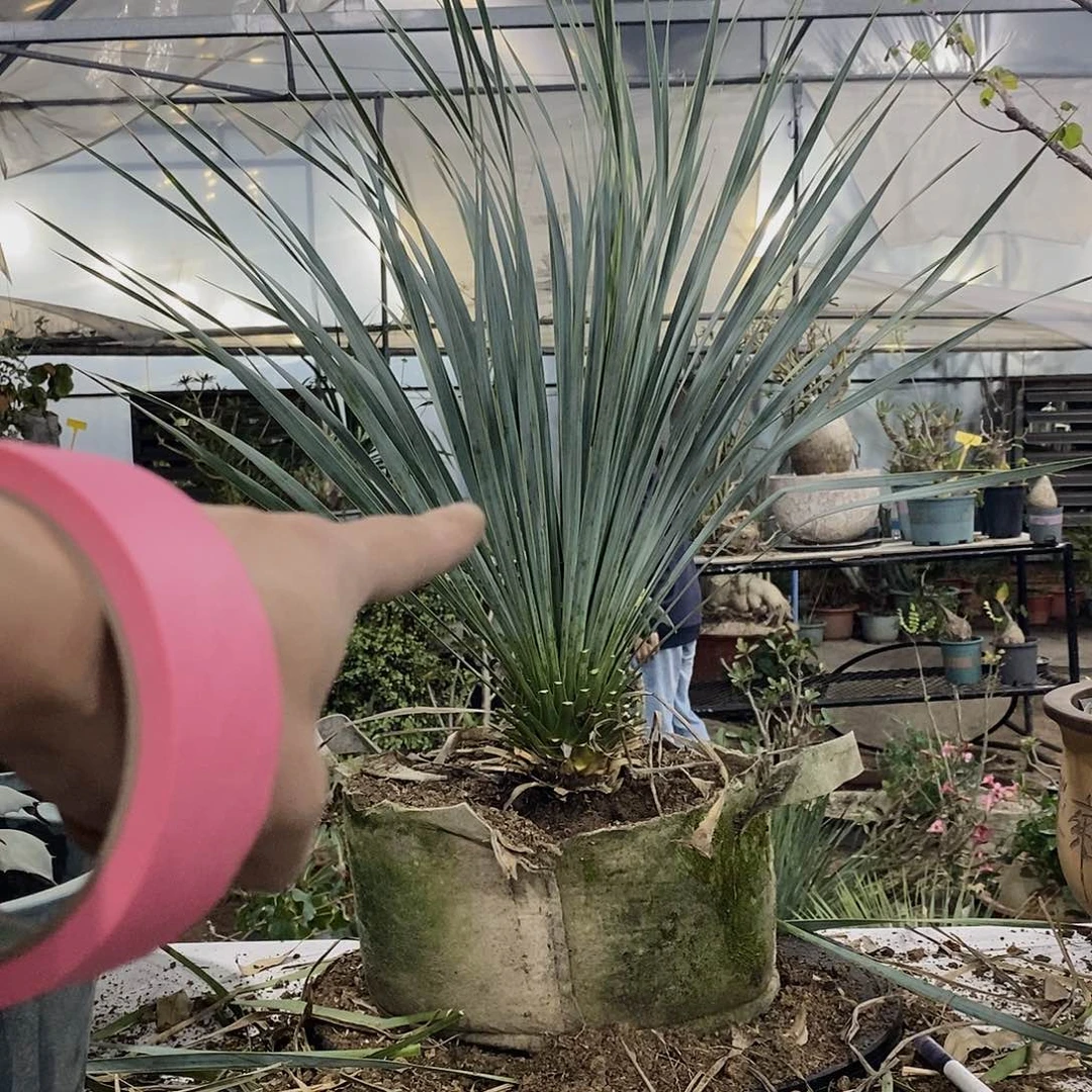 稻草人5号111111111