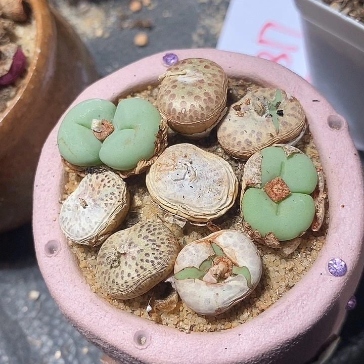 单头紫花饼一颗。