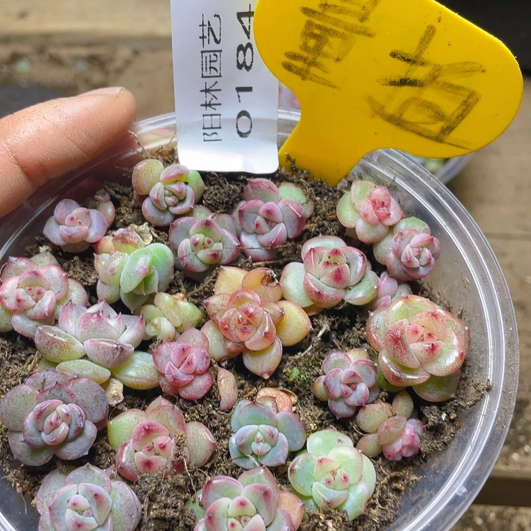 量拍多肉植物多肉植物