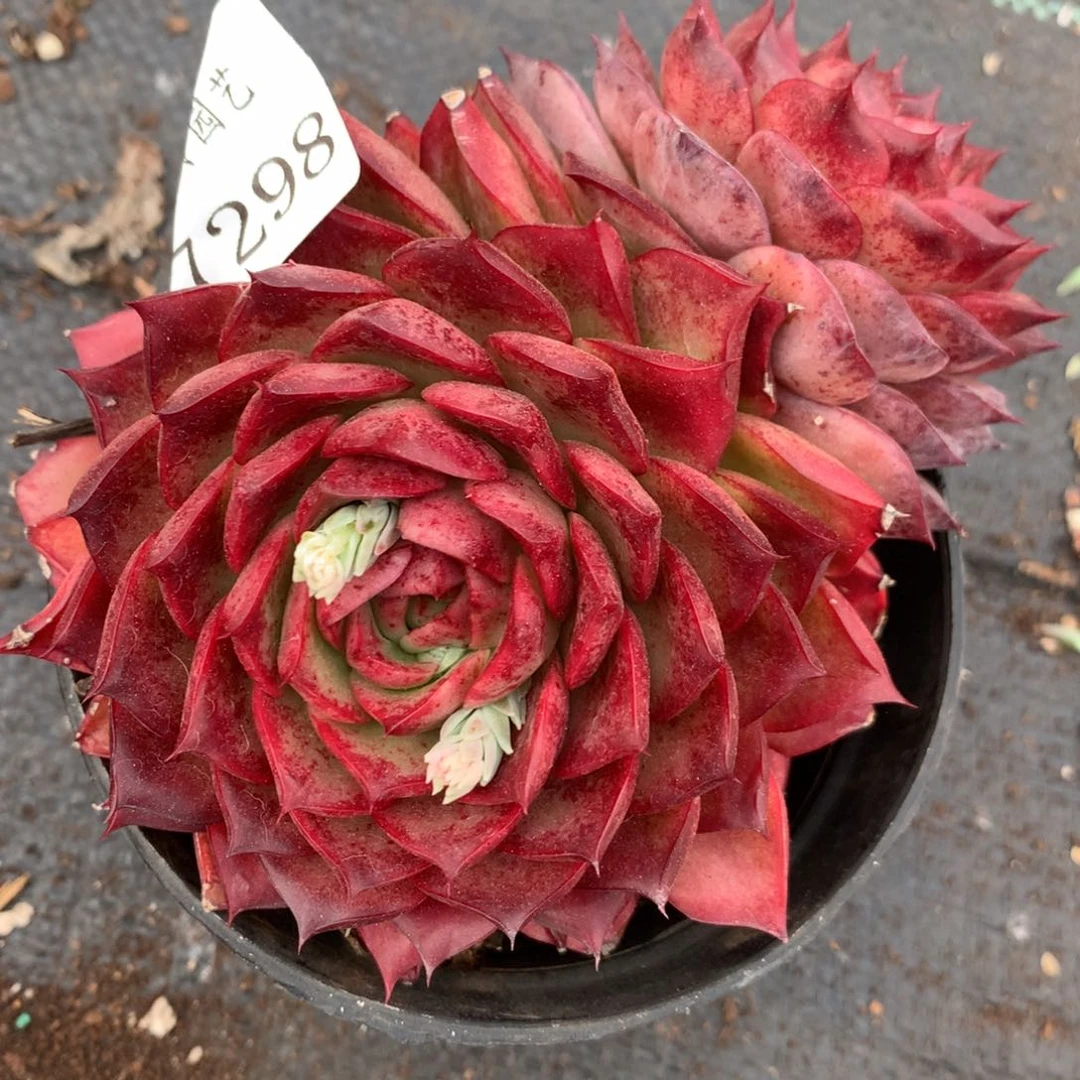 7298杂交多肉老桩