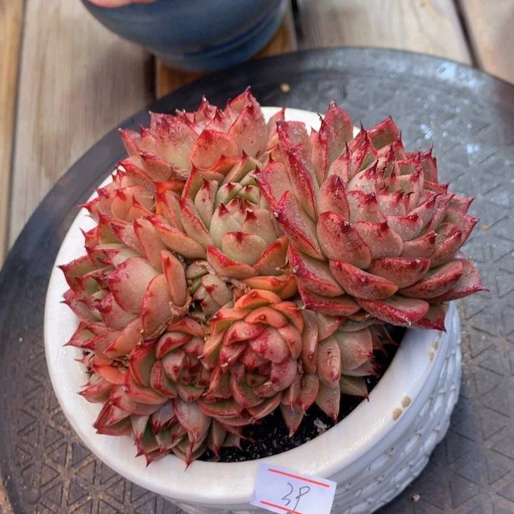 一物一拍脱土洛根发货39