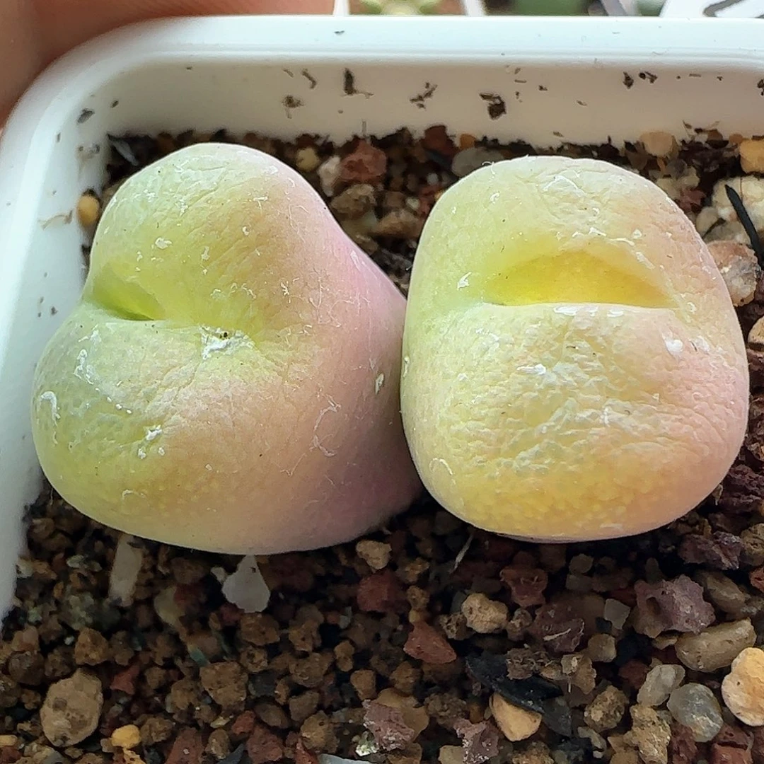 脱土年后发货24670