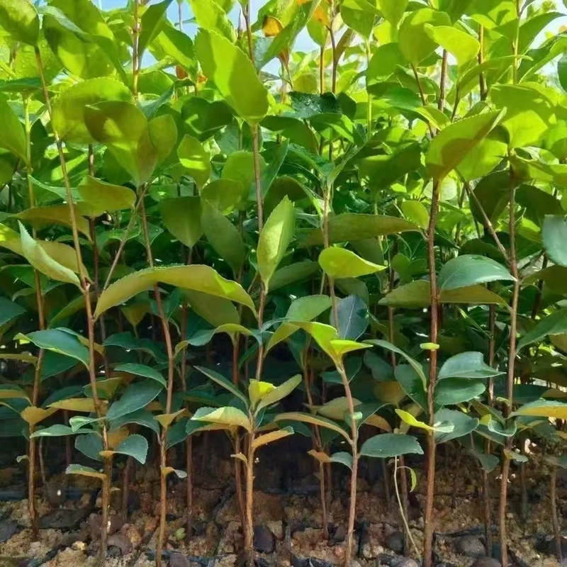 高产油茶树苗杯苗带土百香果金丝楠木带叶发货正宗山茶油山茶籽