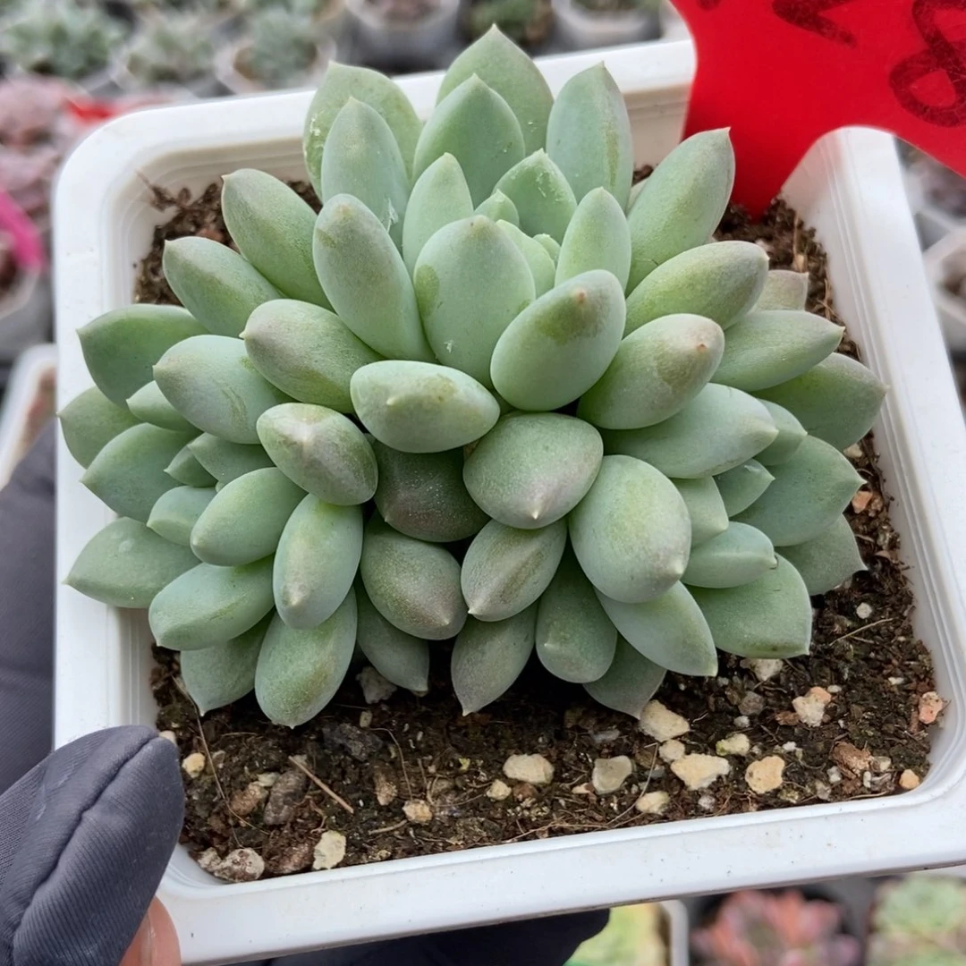 1728奶糖多肉植物