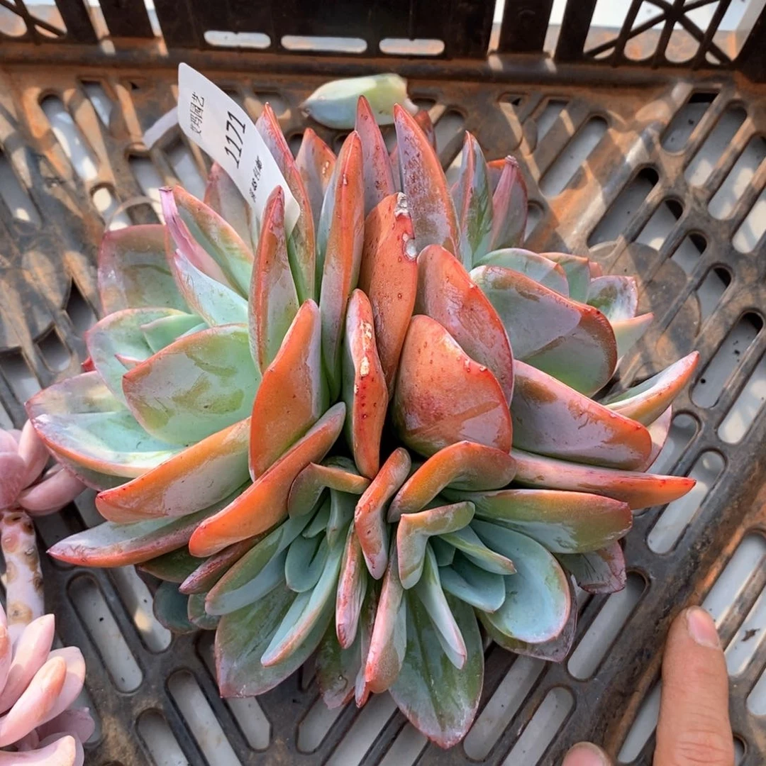 布鲁兰群生多肉多肉1171