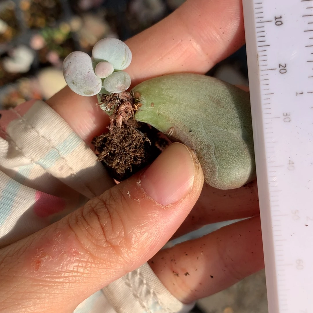 注意杆子韩国油煎奶酪