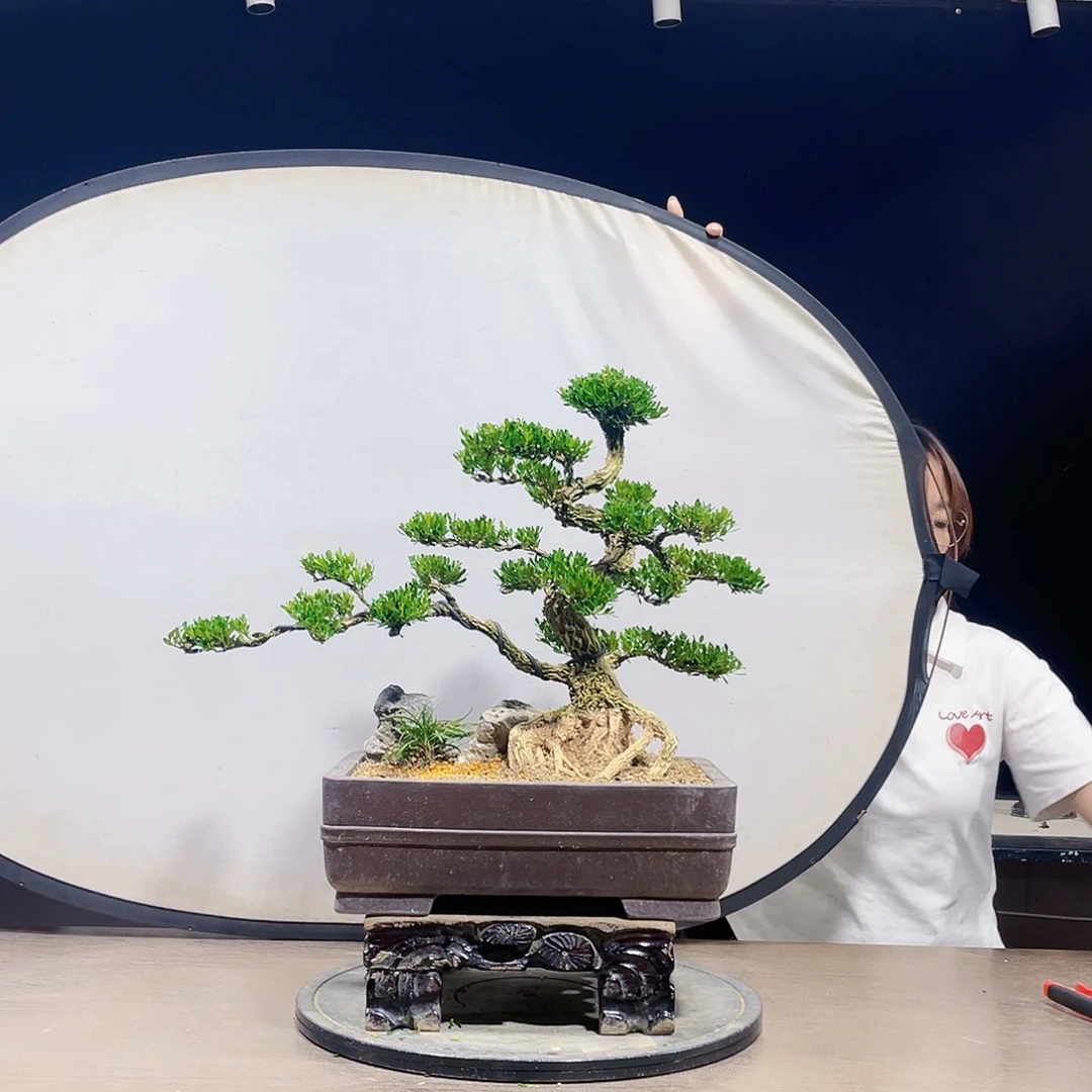 完全开放黄杨盆景四季常青