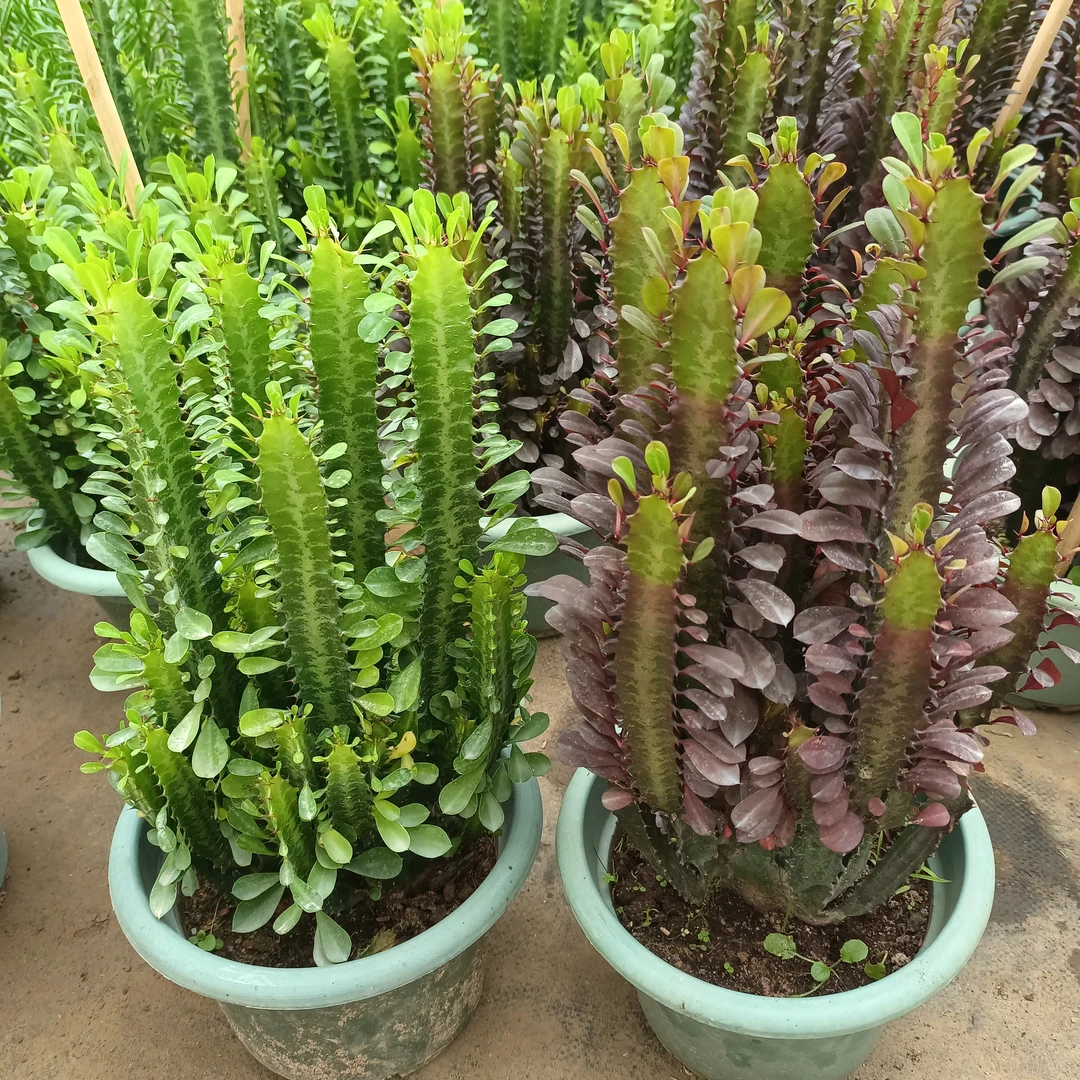 青龙骨 紫龙骨多分叉 30厘米高左右