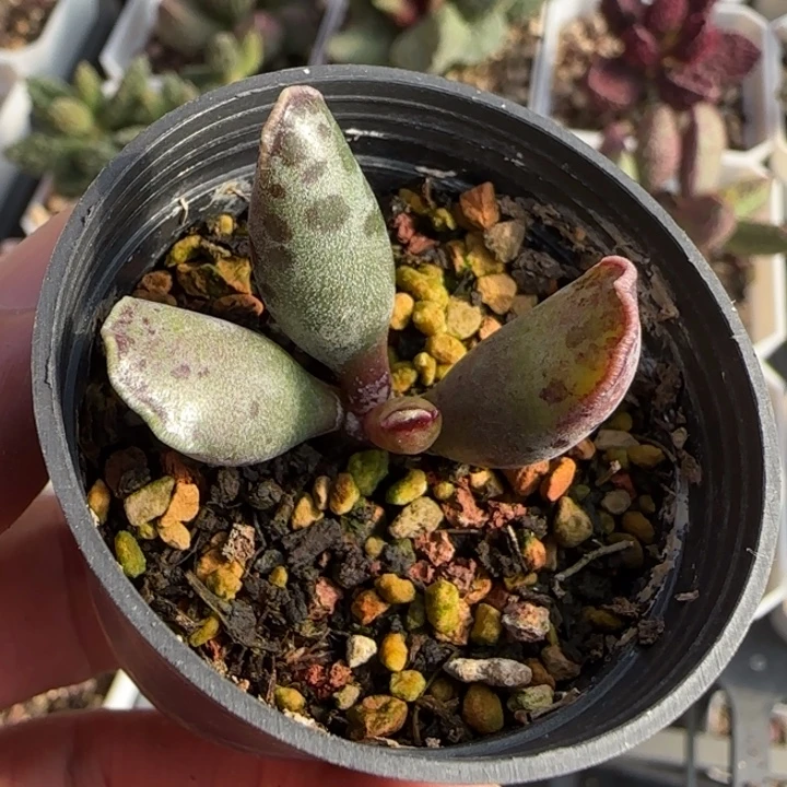 粉海豹水泡多肉植物