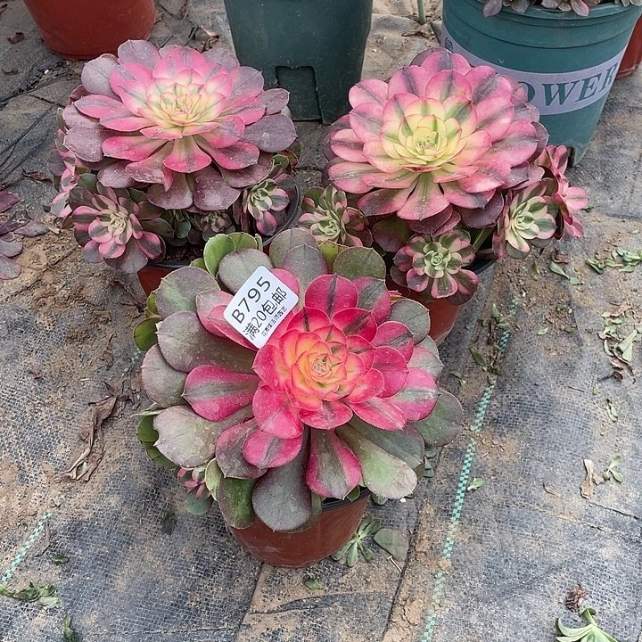 795半糖荔枝多肉法师