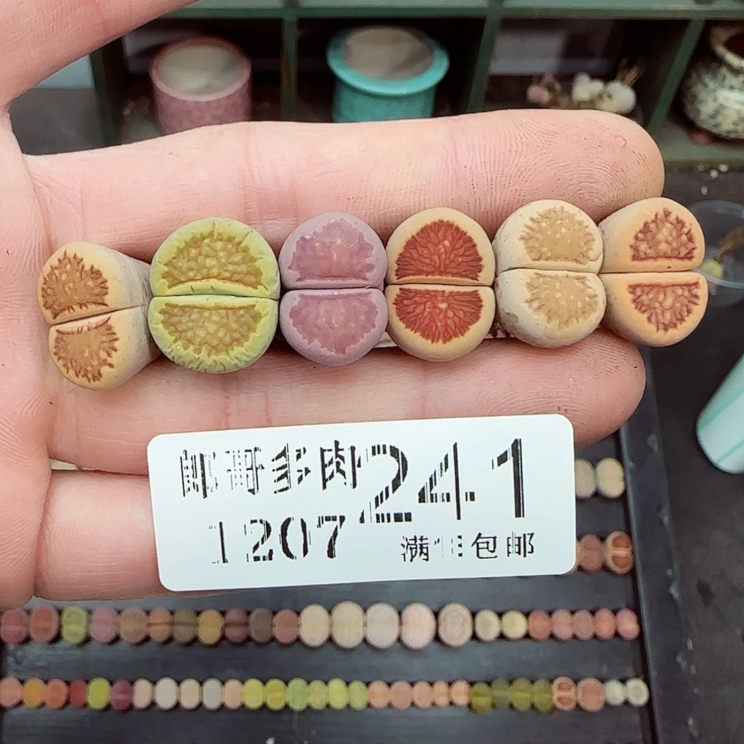 满满18包邮1206-241