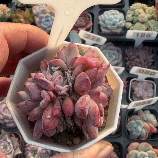 98帕提提多肉植物的