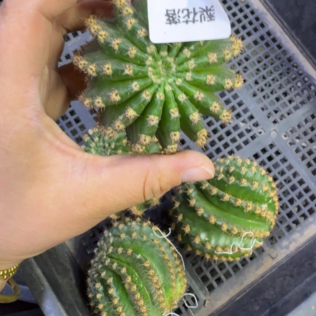 363彩草梨花落歪无根侧牙5公分左右，20包邮