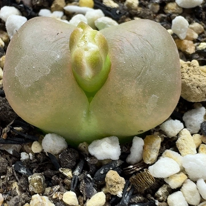 老马生石花2.5蟠桃1318