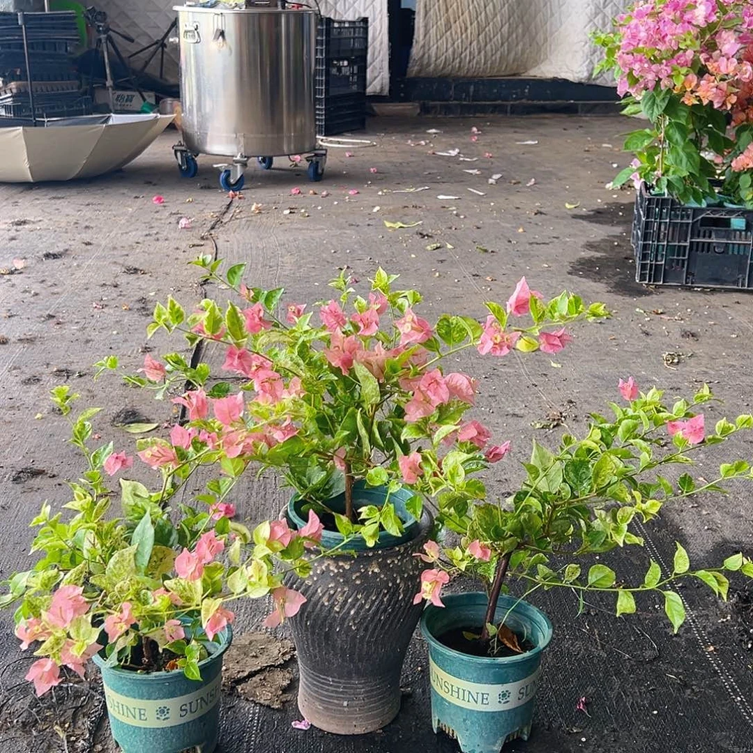 当前无花栽培后可以开花米罗掌中宝一颗