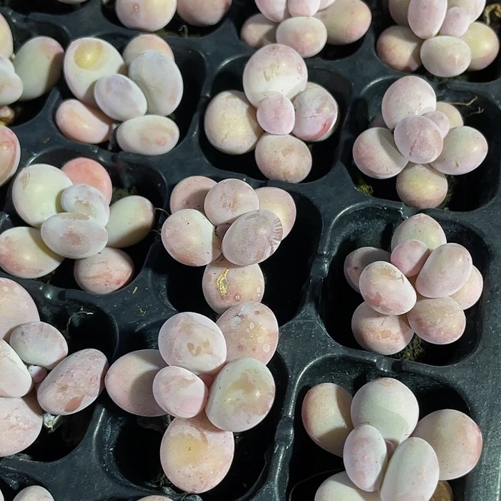 小蛋黄奶1元带土发