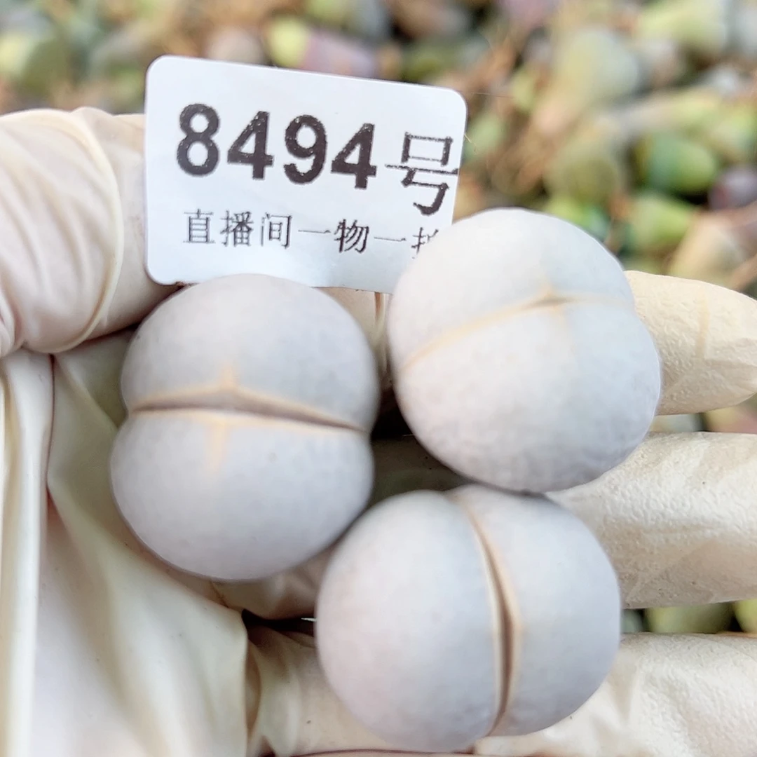 8494 好养易活生石花大母本3个