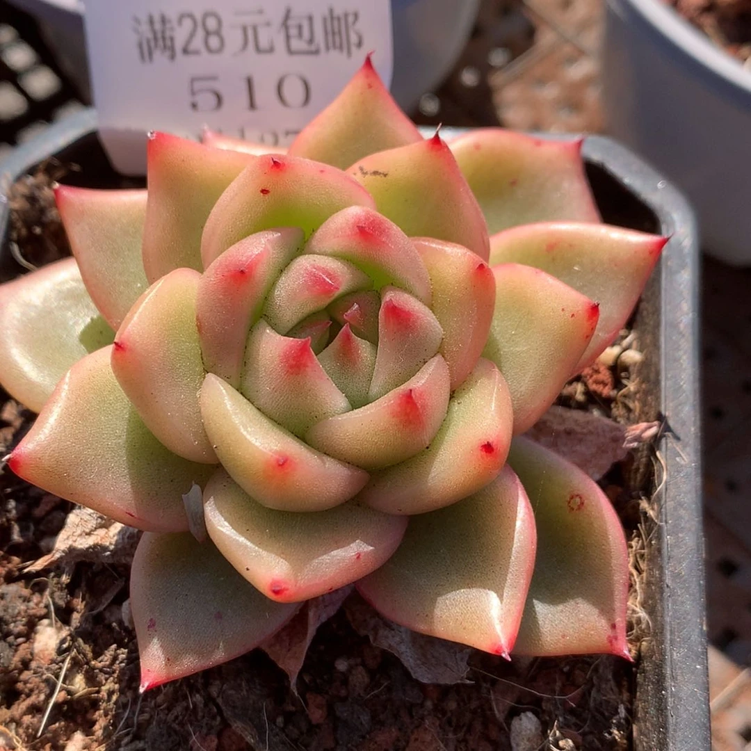 【闪购商品】云510号糖果珍妮5厘米