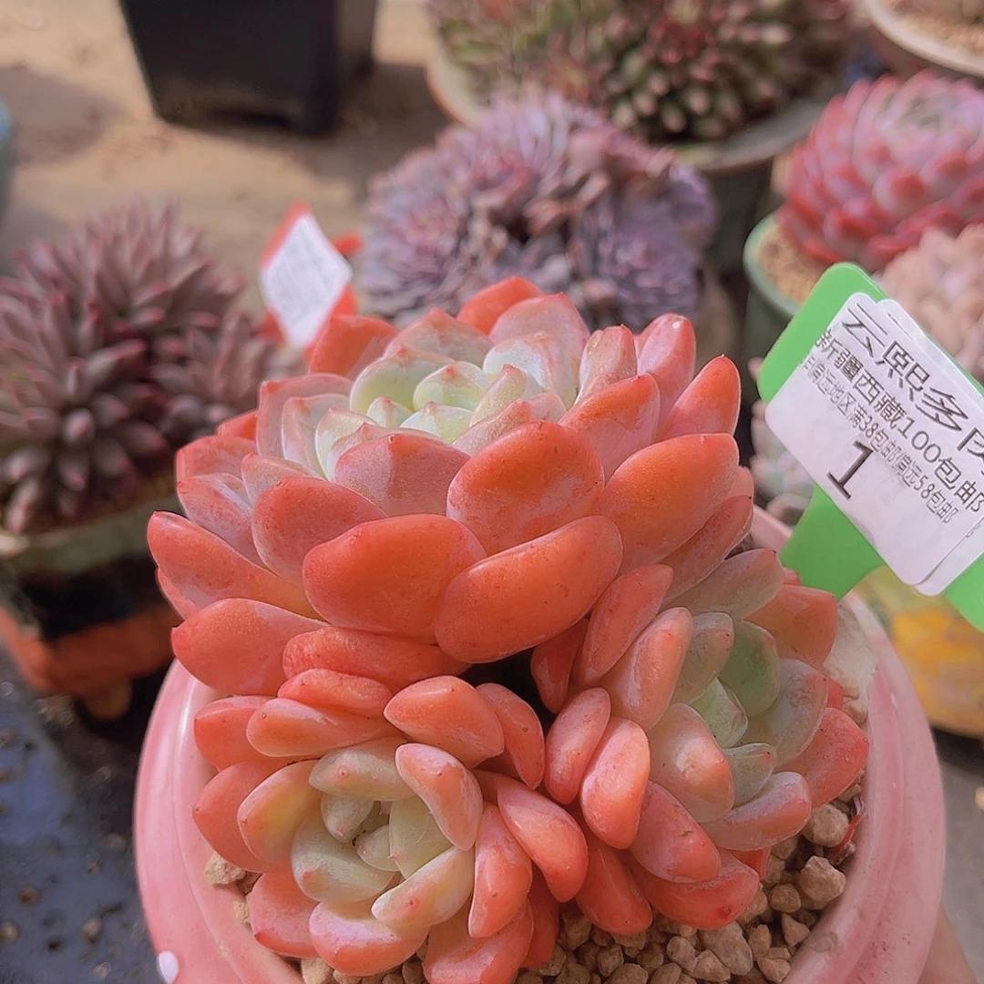 粉钻石多肉植物01