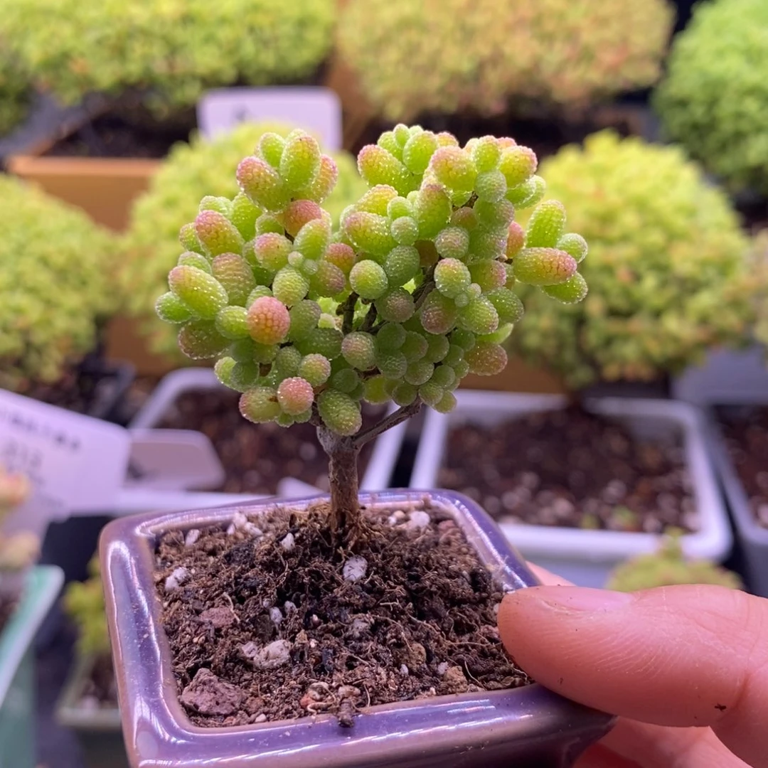 是**呀419金橘带盆。