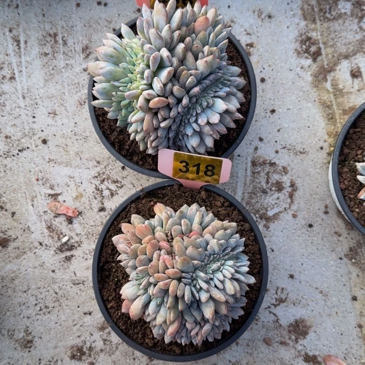 496 318星影缀两颗，切繁殖。