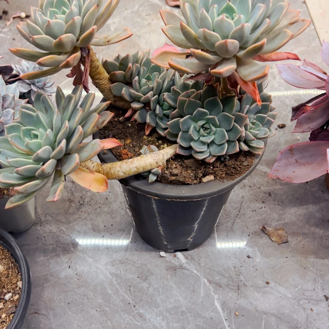 小****多肉植物组合盆栽红粉