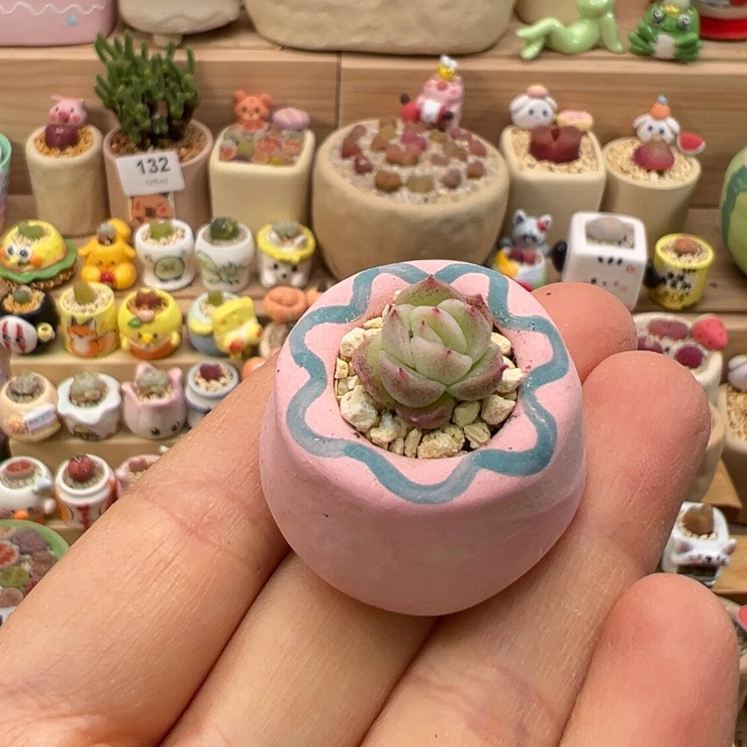 多肉植物153号拇指盆