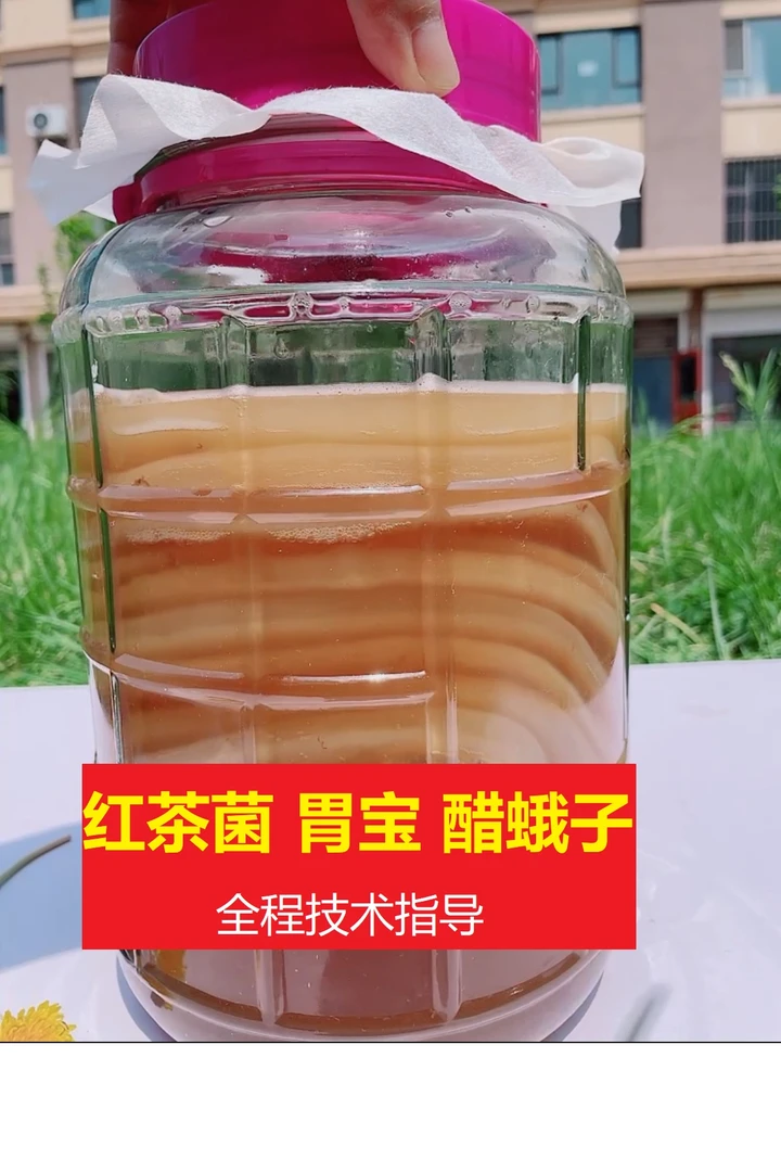 家庭培养红茶菌胃宝醋蛾子菌种新鲜全程技术指导