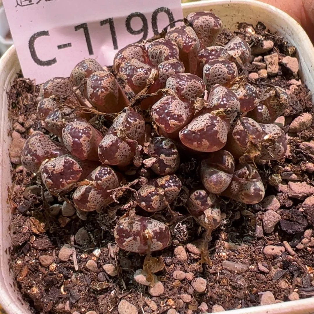 多肉植物11111111111111