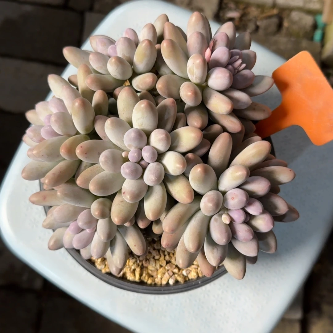 大叶汤圆1111111111111111111