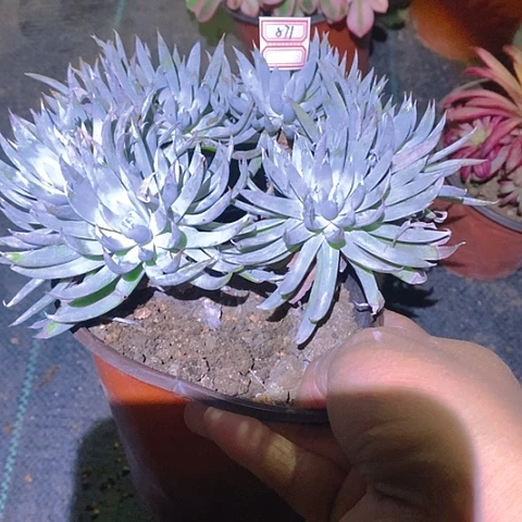 871奴婢吉娜仙女杯多肉植物