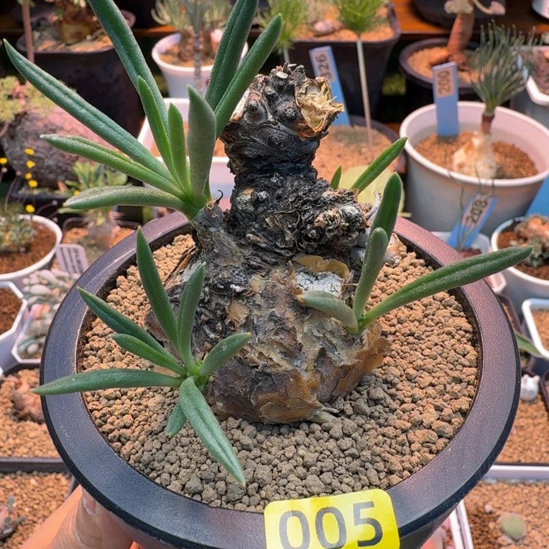 钟小馗005 仙人球