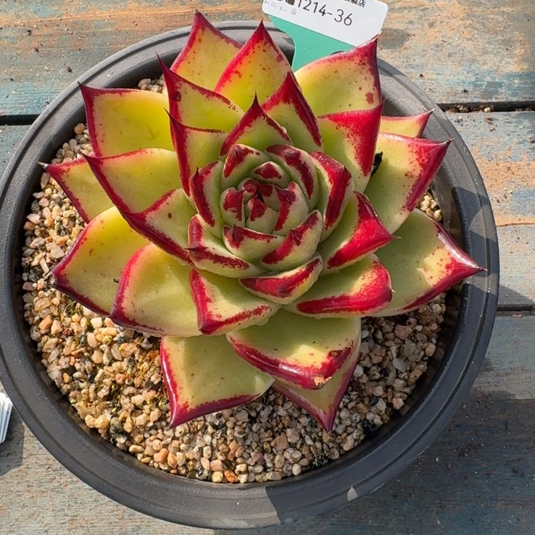 从前慢多肉精选编号1214.36