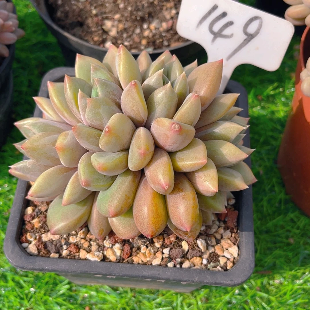 是***才149dfghjnnnjnnn