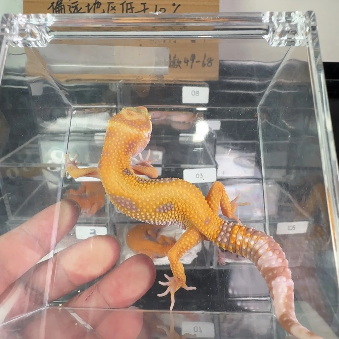 豹纹守宫无纹暴龙妹妹
