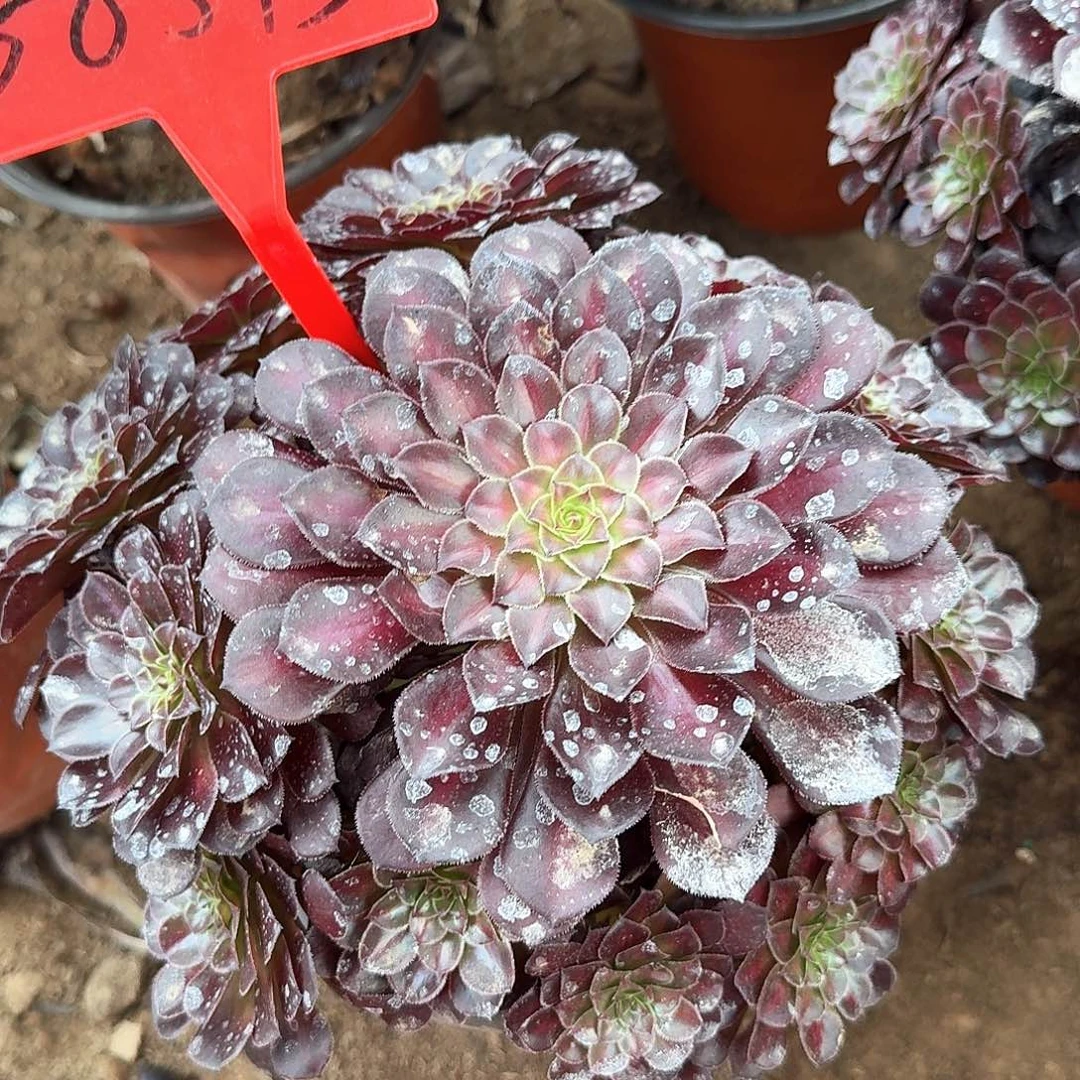 3-8543黑桐壶中班多肉法师