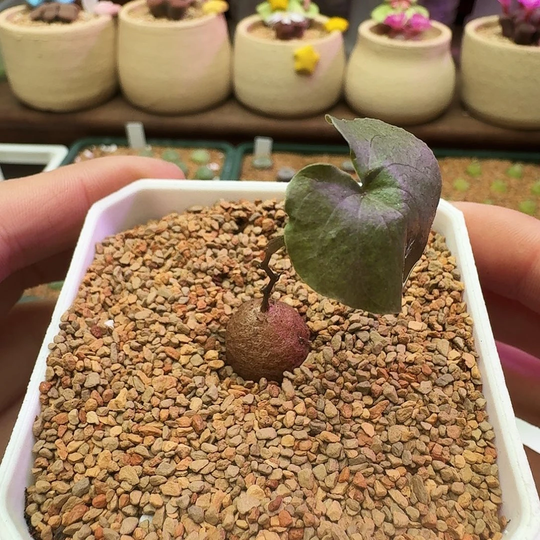 多肉植物福利风铃471龟甲龙宝宝