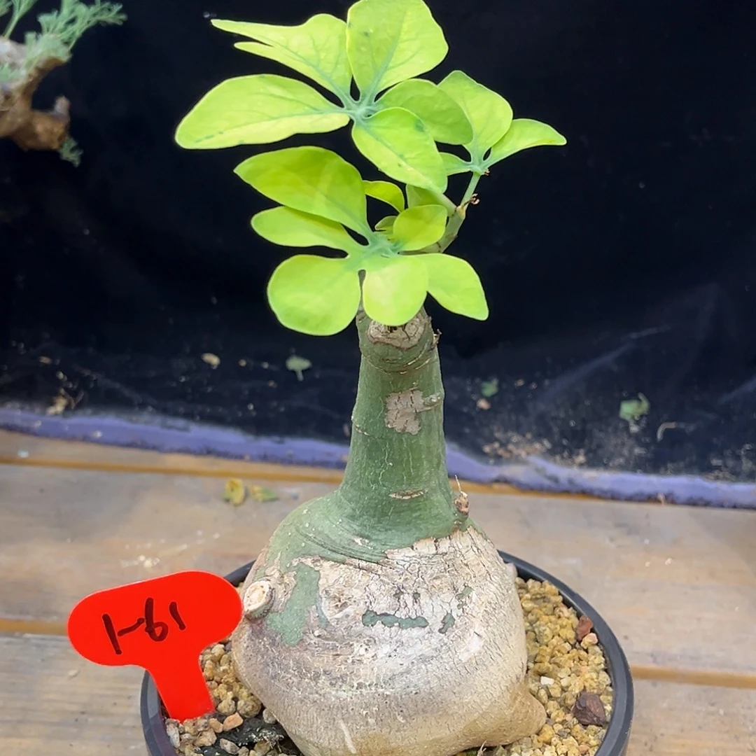 潮流植物 幻蝶蔓 胖肚子